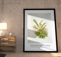 Frederick Sander - Zygopetalum wendlandi from Reichenbachia Orchids-1847-1920