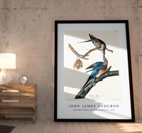 John James Audubon - Passenger Pigeon from Birds of America (1827)