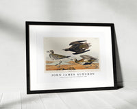 John James Audubon - Golden Plover from Birds of America (1827)