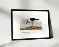 John James Audubon - Long-legged Avocet from Birds of America (1827)