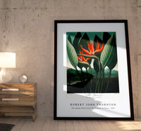 Robert John Thornton - The Queen–Plant from The Temple of Flora (1807)