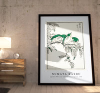 Numata Kashu - Japanese White-eye and Osmanthus Fragrans illustration from Pictorial Monograph of Birds (1885)