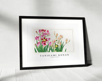 Tanigami Konan - Vintage ixia flower