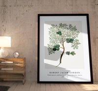 Robert Jacob Gordon - Widdringtonia nodiflora (L.) E. Powrie Mountain cypress, or Cape cedar (1777–1786)