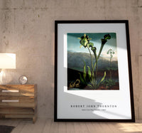 Robert John Thornton - American Bog Plants from The Temple of Flora (1807)