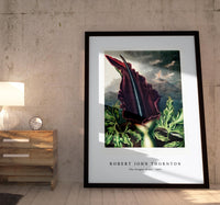 Robert John Thornton - The Dragon Arum from The Temple of Flora (1807)
