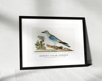 Robert Jacob Gordon - Coracius garrulus European roller (1777–1786)