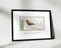 Robert Jacob Gordon - Euplectes orix southern red bishop (1777–1786)