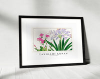 Tanigami konan - Agaranthus flower