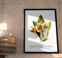 Frederick sander - Cattleya dowiana var chrysotoxa from Reichenbachia Orchids-1847-1920