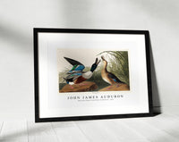 John James Audubon - Shoveller Duck from Birds of America (1827)