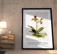 Frederick Sander - Cypripedium (hybridum) calypso from Reichenbachia Orchids-1847-1920