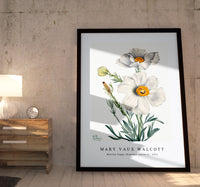 Mary Vaux Walcott - Matilija Poppy (Romneya coulteri) (1931)