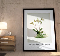 Frederick Sander - Cypripedium argus from Reichenbachia Orchids-1847-1920
