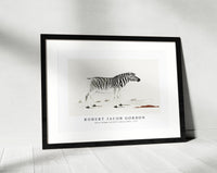 Robert Jacob Gordon - Equus quagga burchellii plains zebra (ca.1777)
