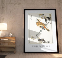 Numata Kashu - Eastern Waxwing illustration from Pictorial Monograph of Birds (1885)