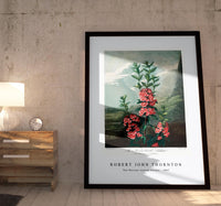 Robert John Thornton -The Narrow–Leaved Kalmia from The Temple of Flora (1807)