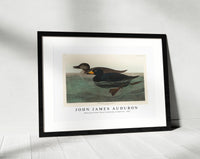 John James Audubon - American Scoter Duck from Birds of America (1827)