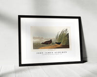 John James Audubon - Least Water-hen from Birds of America (1827)