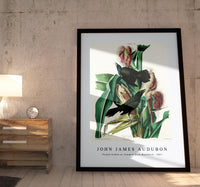 John James Audubon - Purple Grakle or Common Crow Blackbird from Birds of America (1827)