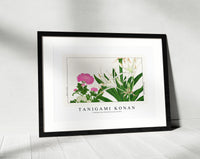 Tanigami Konan - Cambpetum Ghandiflorum flower