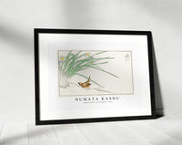 Numata Kashu - Japanese Wren and Daffodil illustration from Pictorial Monograph of Birds (1885)