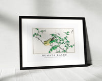 Numata Kashu - Brown-eared Bulbul and Rosa Rugosa illustration from Pictorial Monograph of Birds (1885)