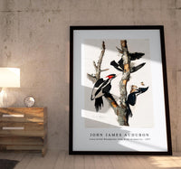 John James Audubon - Ivory-billed Woodpecker from Birds of America (1827)