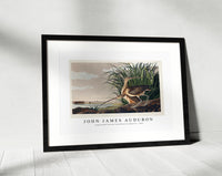 John James Audubon - Long-billed Curlew from Birds of America (1827)