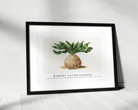 Robert Jacob Gordon - Boophone haemanthoides F.M. Leighton Hottentots poison-bulb, or giftbol (1777–1786)