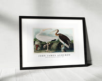 John James Audubon - White Ibis from Birds of America (1827)