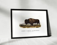 John James Audubon - American Bison (Bos Americanus) from the viviparous quadrupeds of North America (1845)