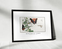 Morimoto Toko - Butterflies and plant illustration from Churui Gafu (1910)