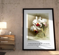 Frederick Sander - Cattleya mendellii var measuresiana from Reichenbachia Orchids-1847-1920