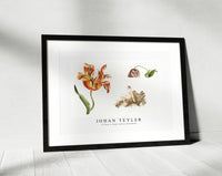 Johan Teyler - A Tulip, a Poppy and an Andromeda