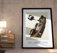 John James Audubon - Red-headed Woodpecker from Birds of America (1827)