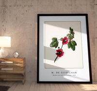 M. de Gijselaar - Chinese rose by M. de Gijselaar (1820)