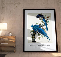 John James Audubon - Columbia Jay from Birds of America (1827)