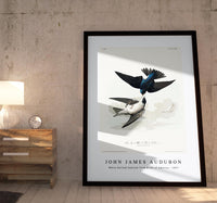 John James Audubon - White-bellied Swallow from Birds of America (1827)