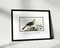 Robert Jacob Gordon - Tauraco corythai Knysna turaco or Knysna lourie (1777–1786)