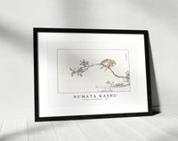 Numata Kashu - Japanese Pied Kingfisher illustration from Pictorial Monograph of Birds (1885)