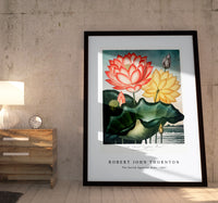 Robert John Thornton - The Sacred Egyptian Bean from The Temple of Flora (1807)