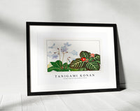 Tanigami Konan - Vintage tydea & cape primrose flower