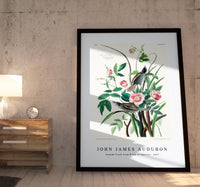 John James Audubon - Seaside Finch from Birds of America (1827)