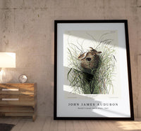 John James Audubon - Nuttall's lesser-marsh Wren from Birds of America (1827)