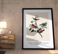 John James Audubon - Painted Finch from Birds of America (1827)