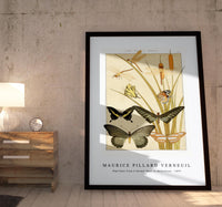 Maurice Pillard Verneuil - Papillons from L'animal dans la décoration (1897)