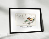 Numata Kashu - Mandarin Duck and Pearl Barley illustration from Pictorial Monograph of Birds (1885)