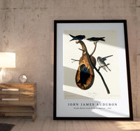 John James Audubon - Purple Martin from Birds of America (1827)