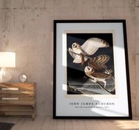 John James Audubon - Barn Owl from Birds of America (1827)